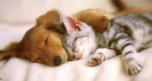 娱乐吃瓜酱狗帮猫